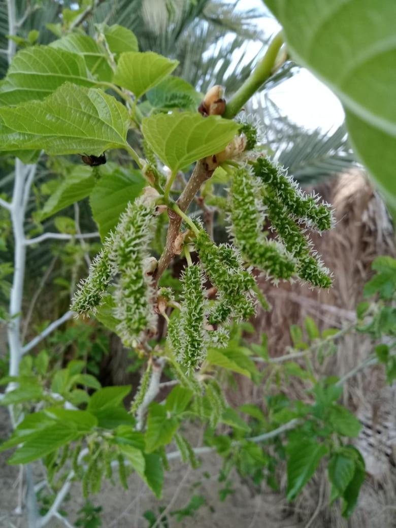 Вилла Wafla Siwa Oasis Экстерьер фото