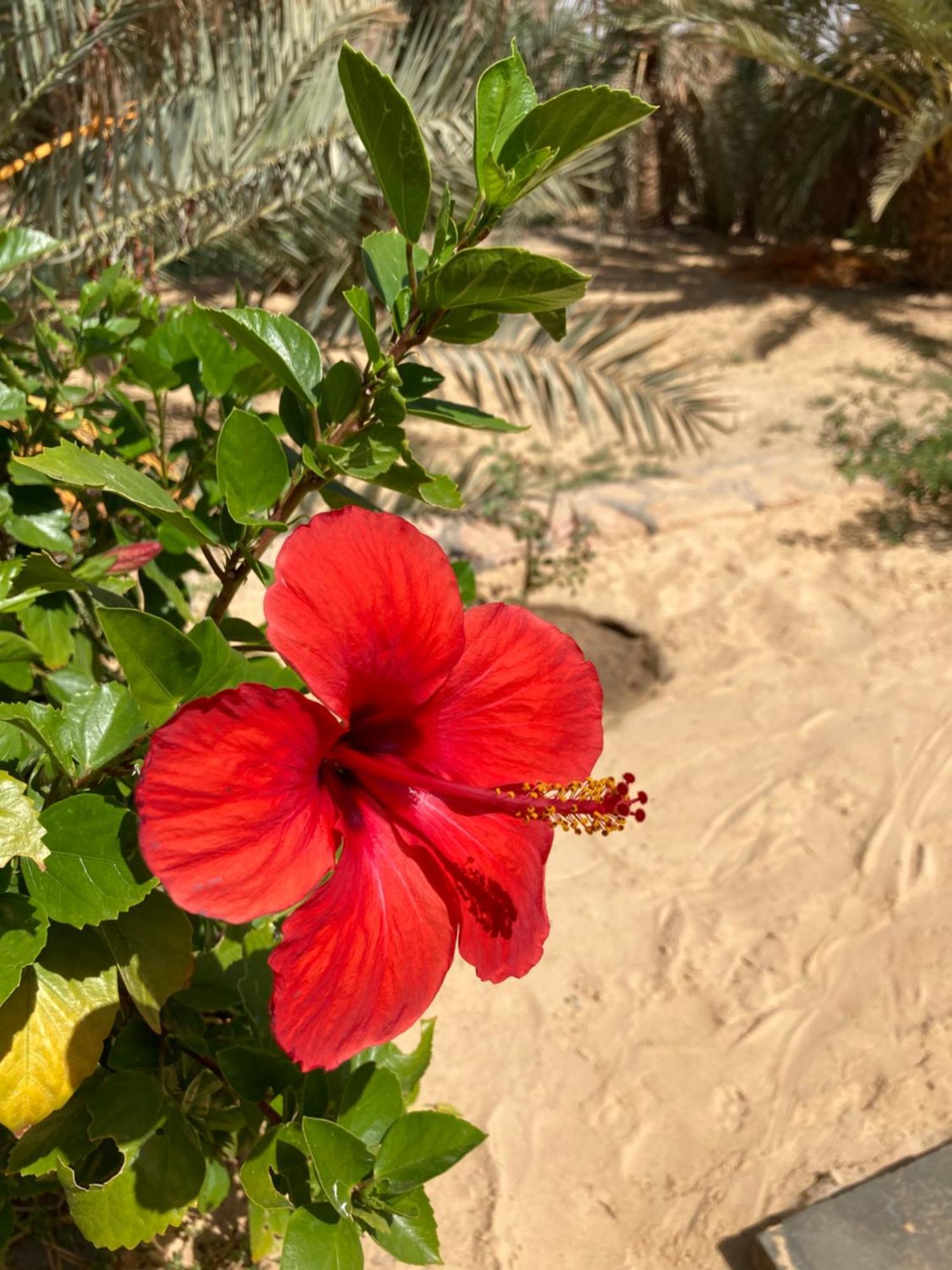 Вилла Wafla Siwa Oasis Экстерьер фото